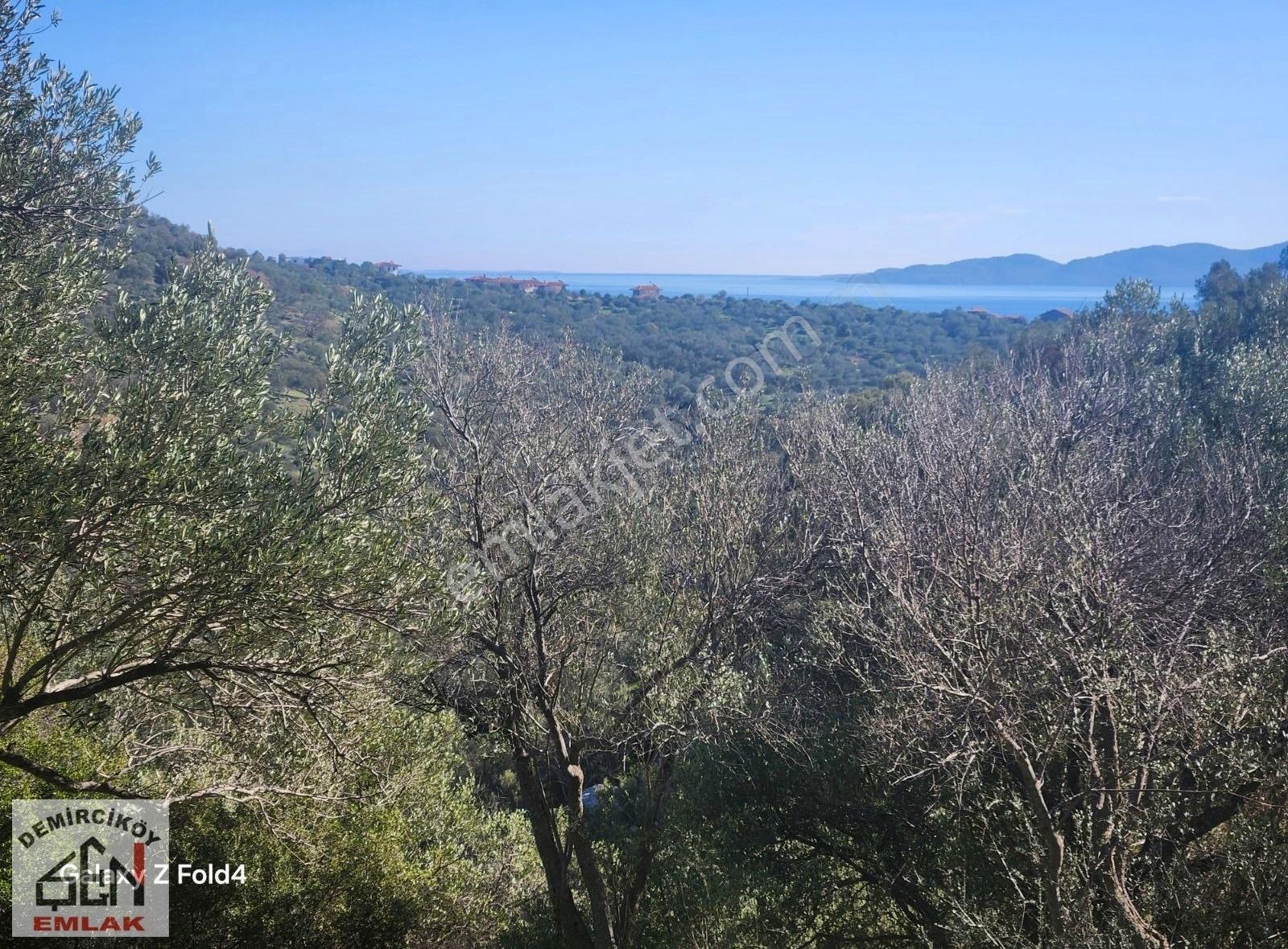 Ayvacık Koyunevi' Nde Deniz Manzaraı Zeytinlik - Görsel 29