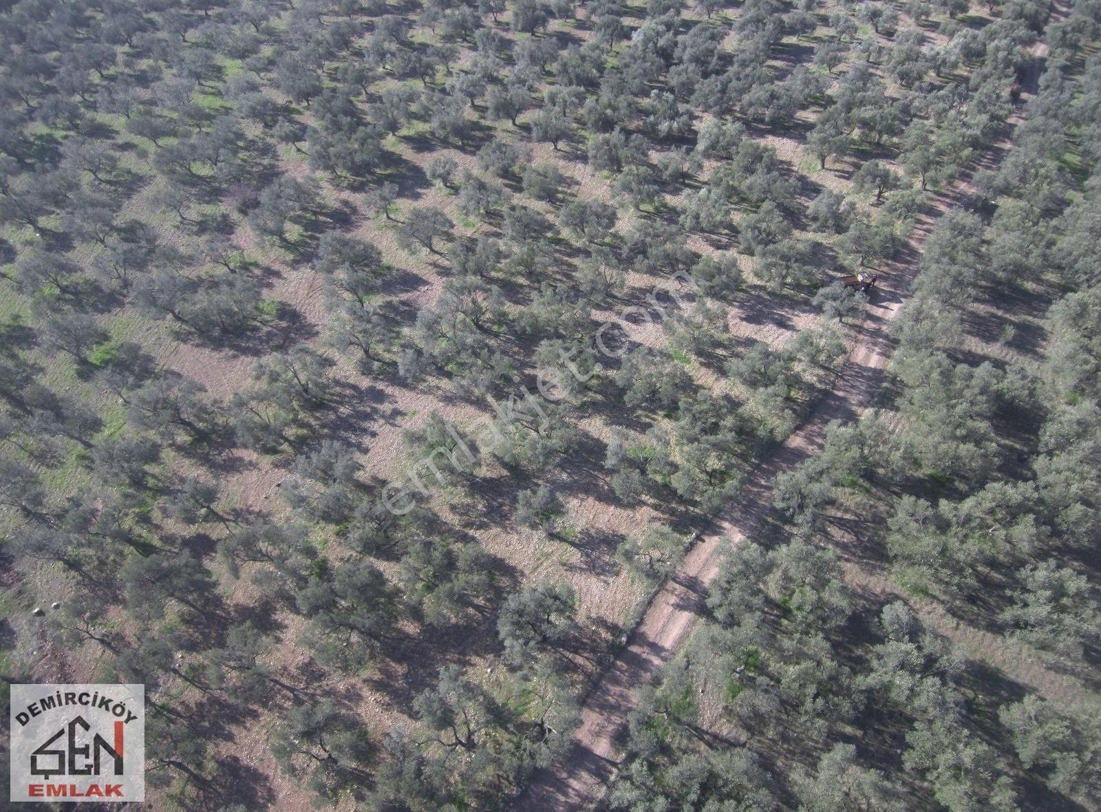 Ezine Mecidiye Köyünde Satılık Düz Zeytinlik - Görsel 26