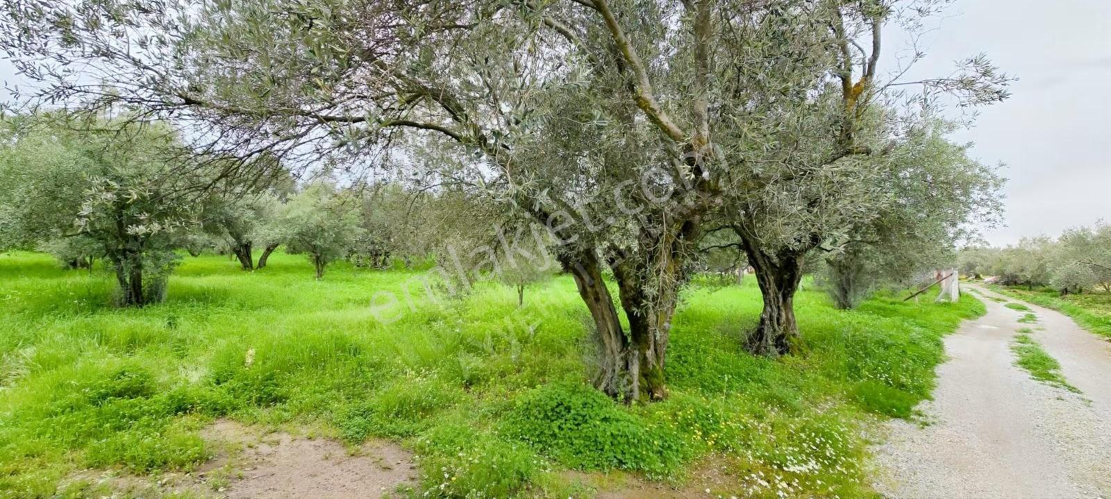 Efendi Mah 2.532 M² Satılık Zeytinli Tarla - Görsel 9