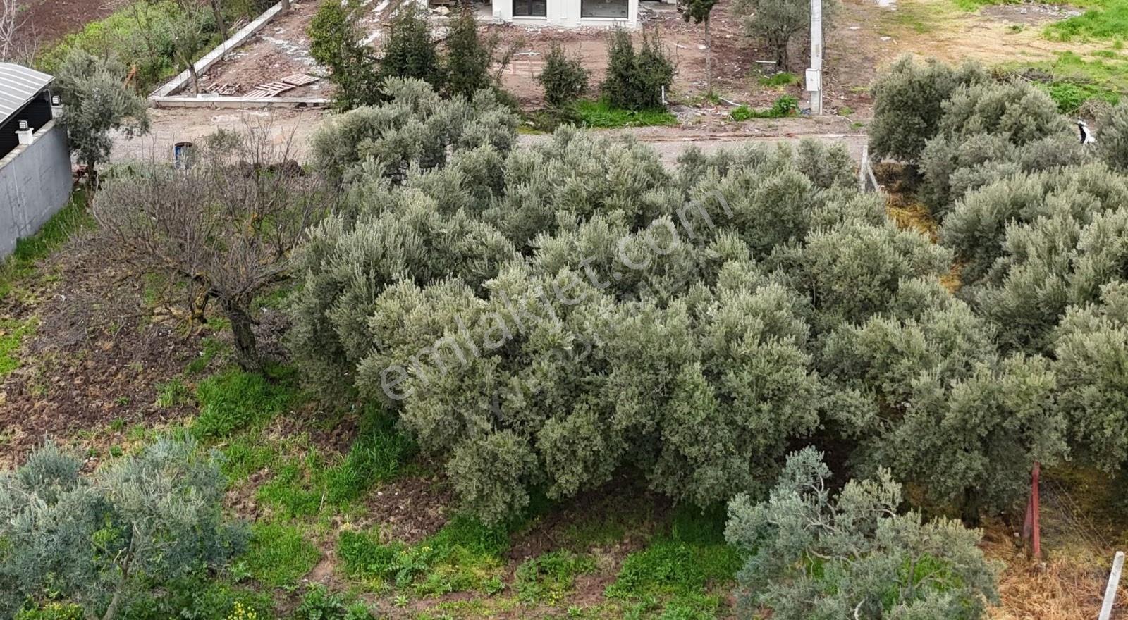 Bizim Toptan Arkası Villa Arsası - Görsel 3