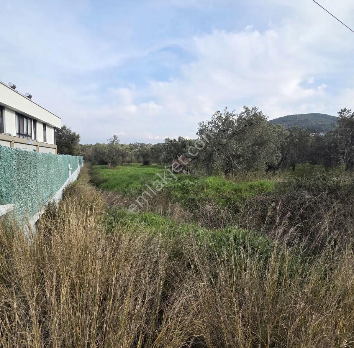 Taylıeli'nde Köye Ve Denize Çok Yakın Asfalt Cepheli Zeytinlik - Görsel 3