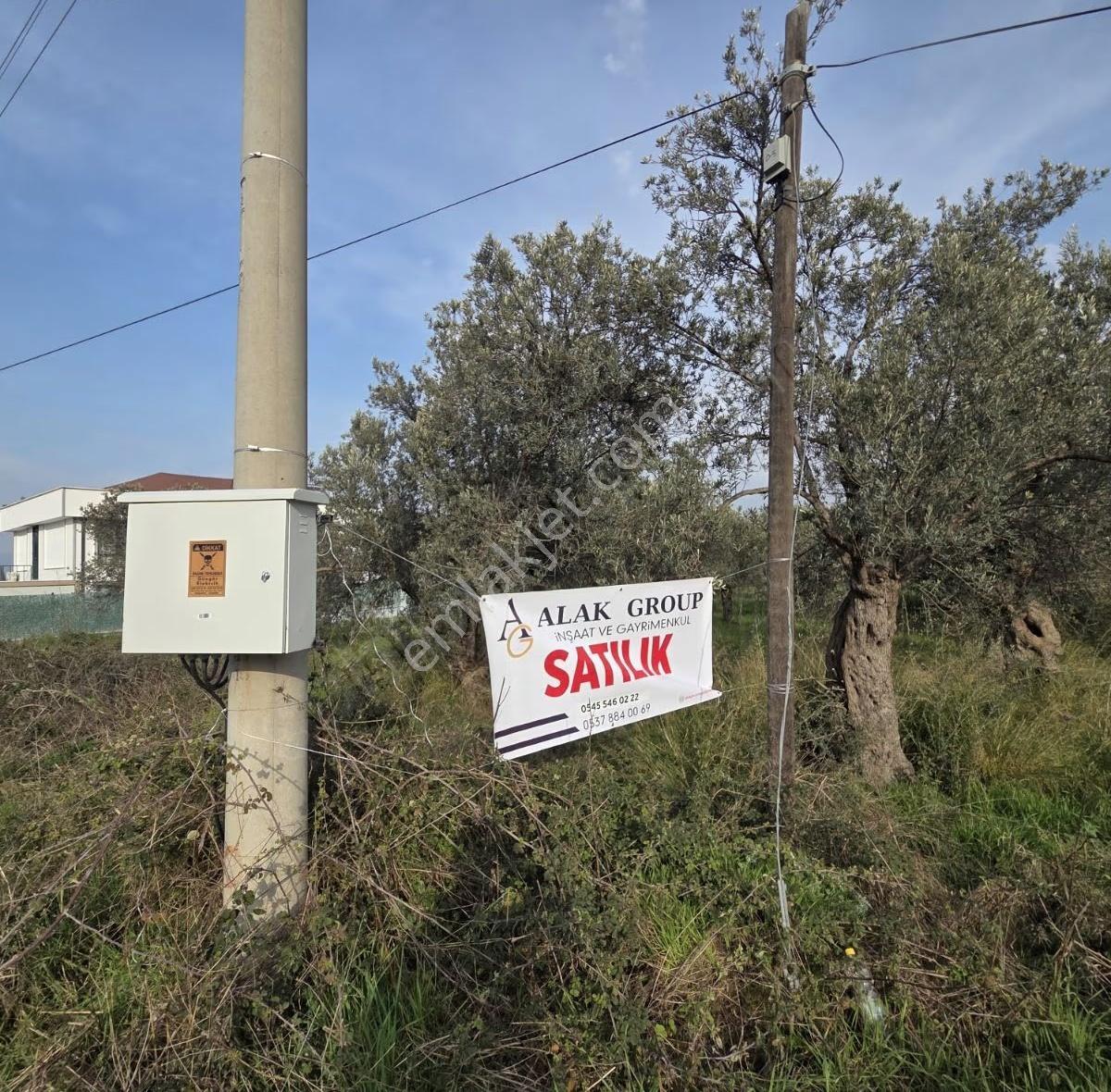 Taylıeli'nde Köye Ve Denize Çok Yakın Asfalt Cepheli Zeytinlik
