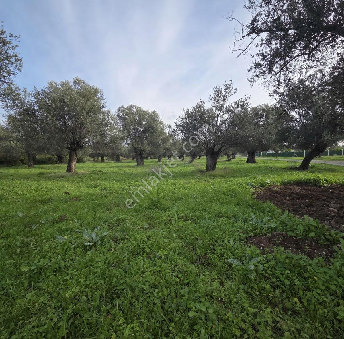 Ayvalık Merkezde Konutlara 300 Metre Mesafede 6000 M² Zeytinlik - Görsel 10