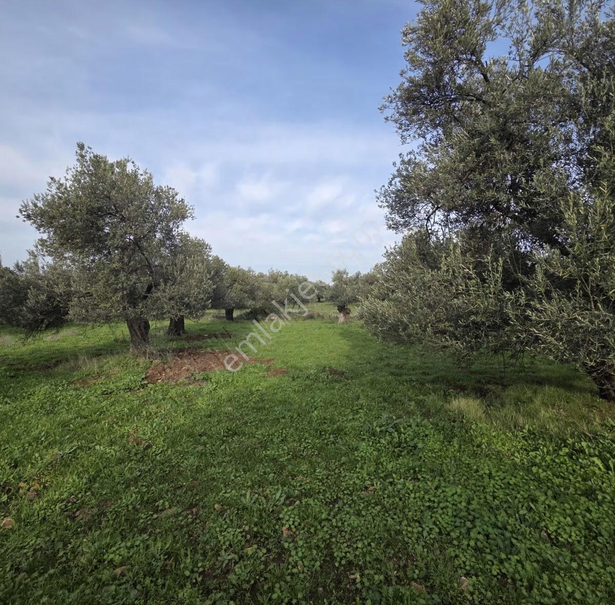 Ayvalık Merkezde Konutlara 300 Metre Mesafede 6000 M² Zeytinlik - Görsel 20