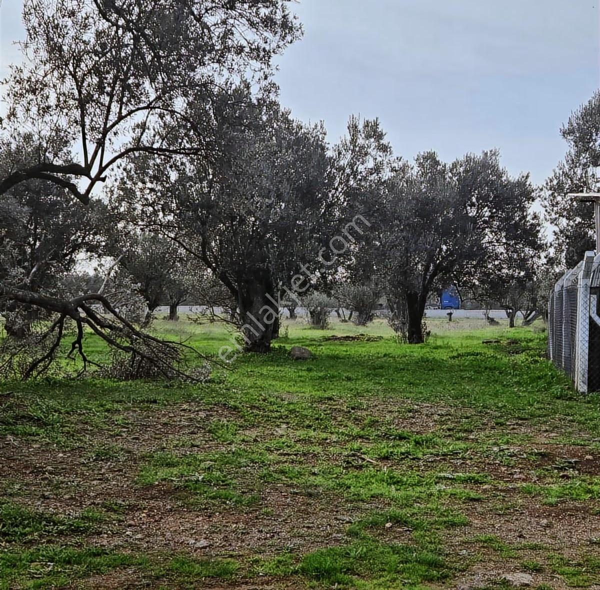 Ayvalık Merkezde Konutlara 300 Metre Mesafede 6000 M² Zeytinlik - Görsel 7