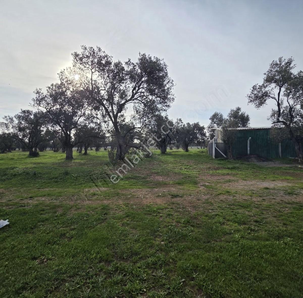 Ayvalık Merkezde Konutlara 300 Metre Mesafede 6000 M² Zeytinlik - Görsel 17