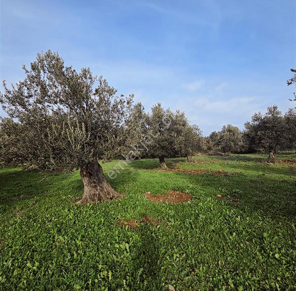 Ayvalık Merkezde Konutlara 300 Metre Mesafede 6000 M² Zeytinlik - Görsel 6