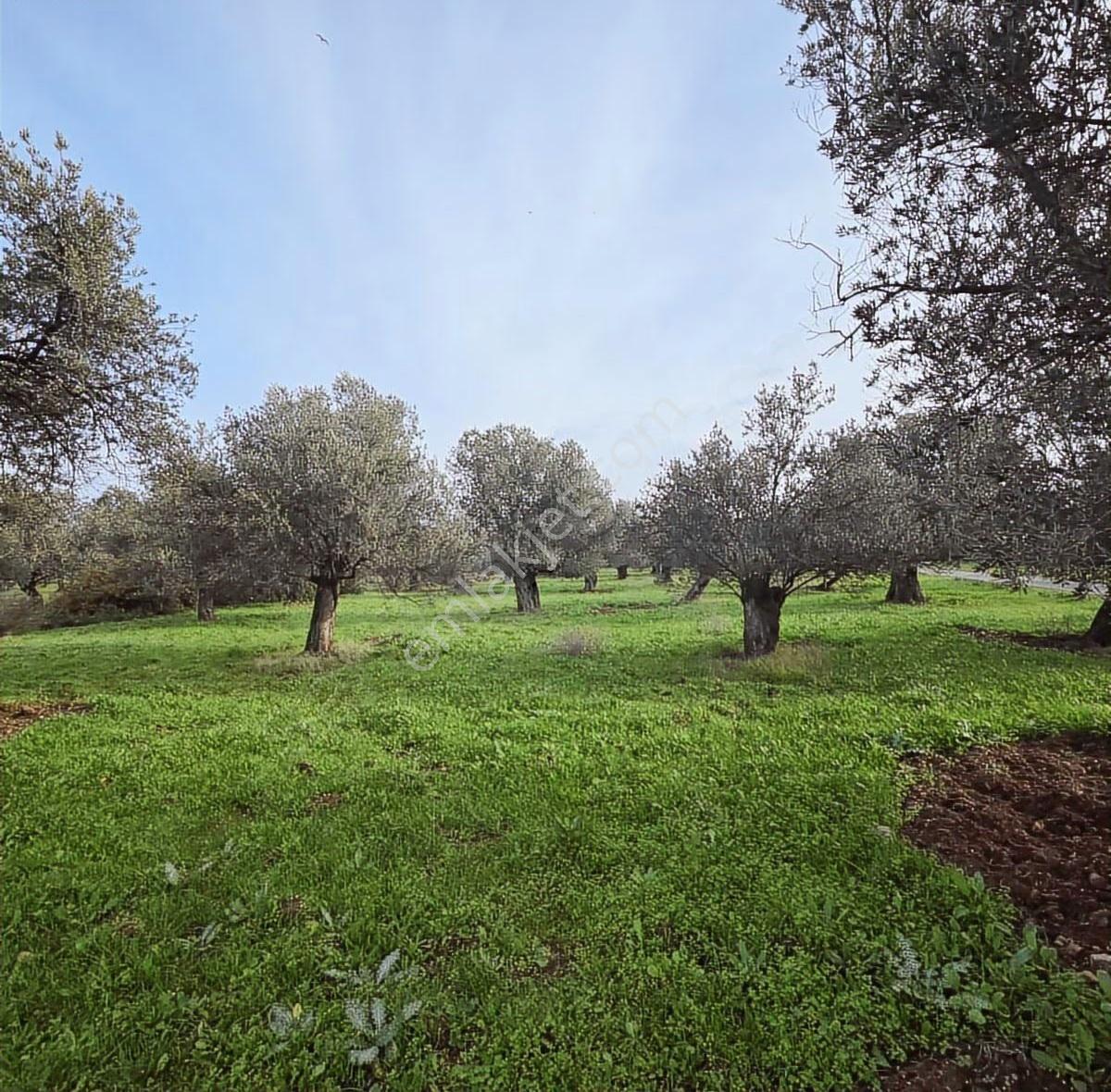 Ayvalık Merkezde Konutlara 300 Metre Mesafede 6000 M² Zeytinlik - Görsel 26