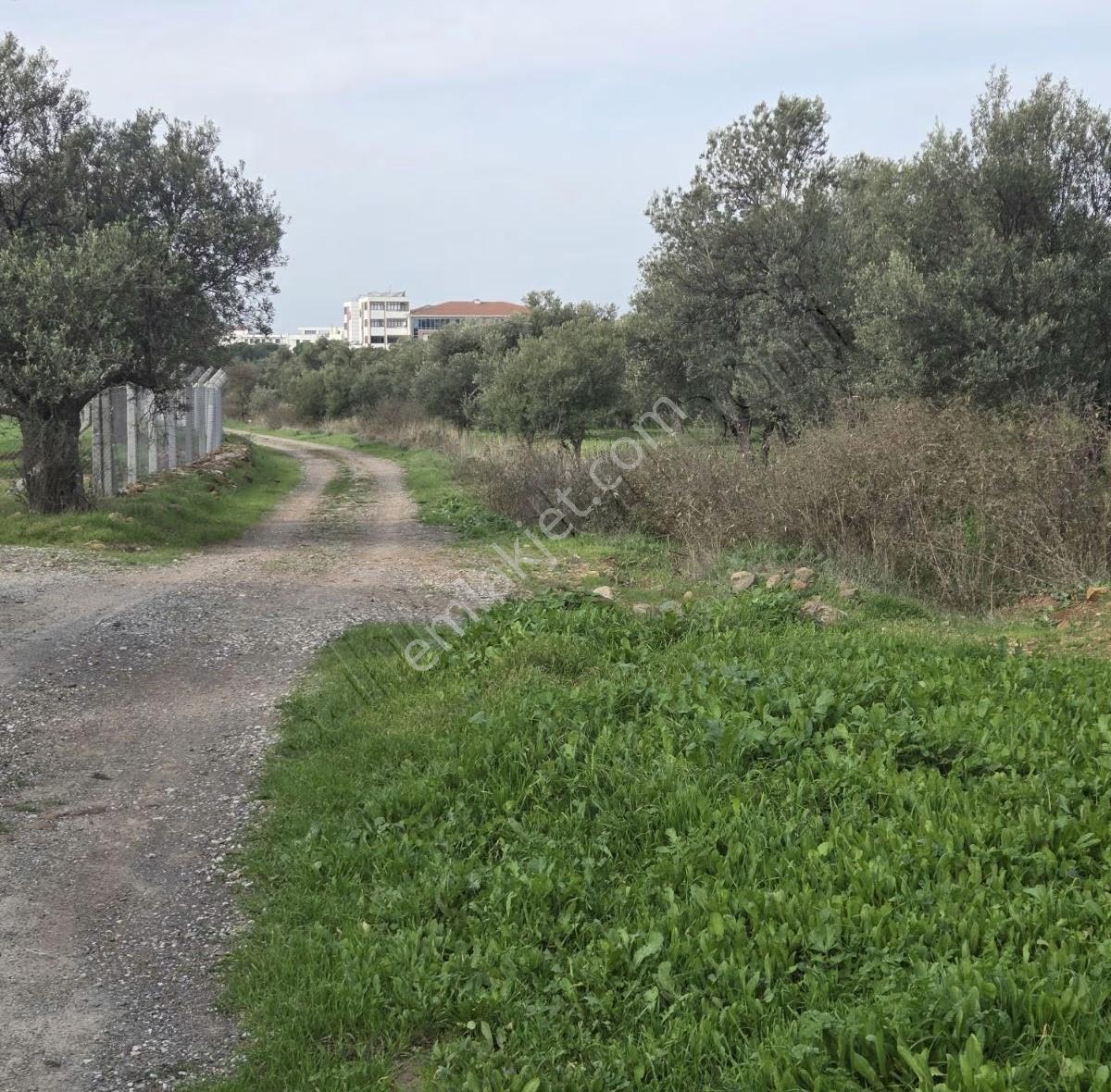 Ayvalık Merkezde Konutlara 300 Metre Mesafede 6000 M² Zeytinlik - Görsel 9