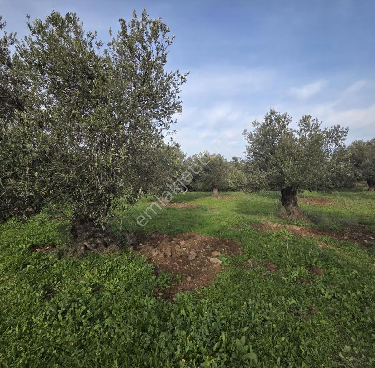 Ayvalık Merkezde Konutlara 300 Metre Mesafede 6000 M² Zeytinlik - Görsel 25