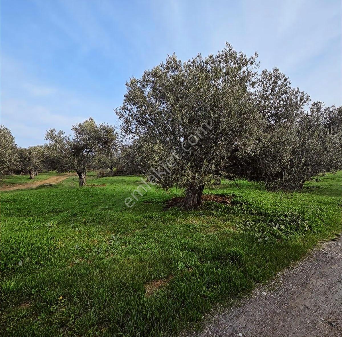 Ayvalık Merkezde Konutlara 300 Metre Mesafede 6000 M² Zeytinlik - Görsel 22
