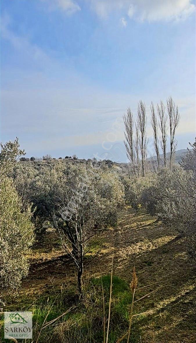 Deniz Manzararı, Resmi Yola Cephe Süper Zeytinlik - Görsel 8
