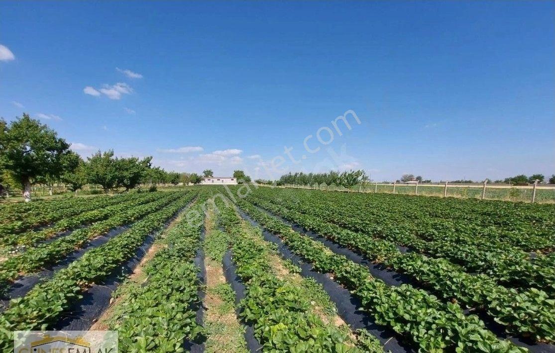 Satılık Müstakil Ev Ve Çilek Bahçesi