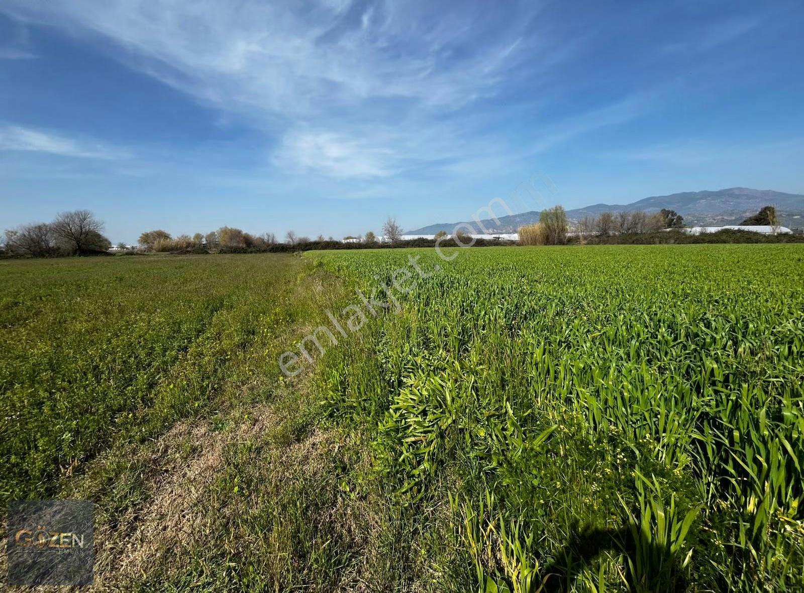Aydın Efeler Umurlu Mahallesinde 4.282 M² Verimli Tarla - Görsel 19