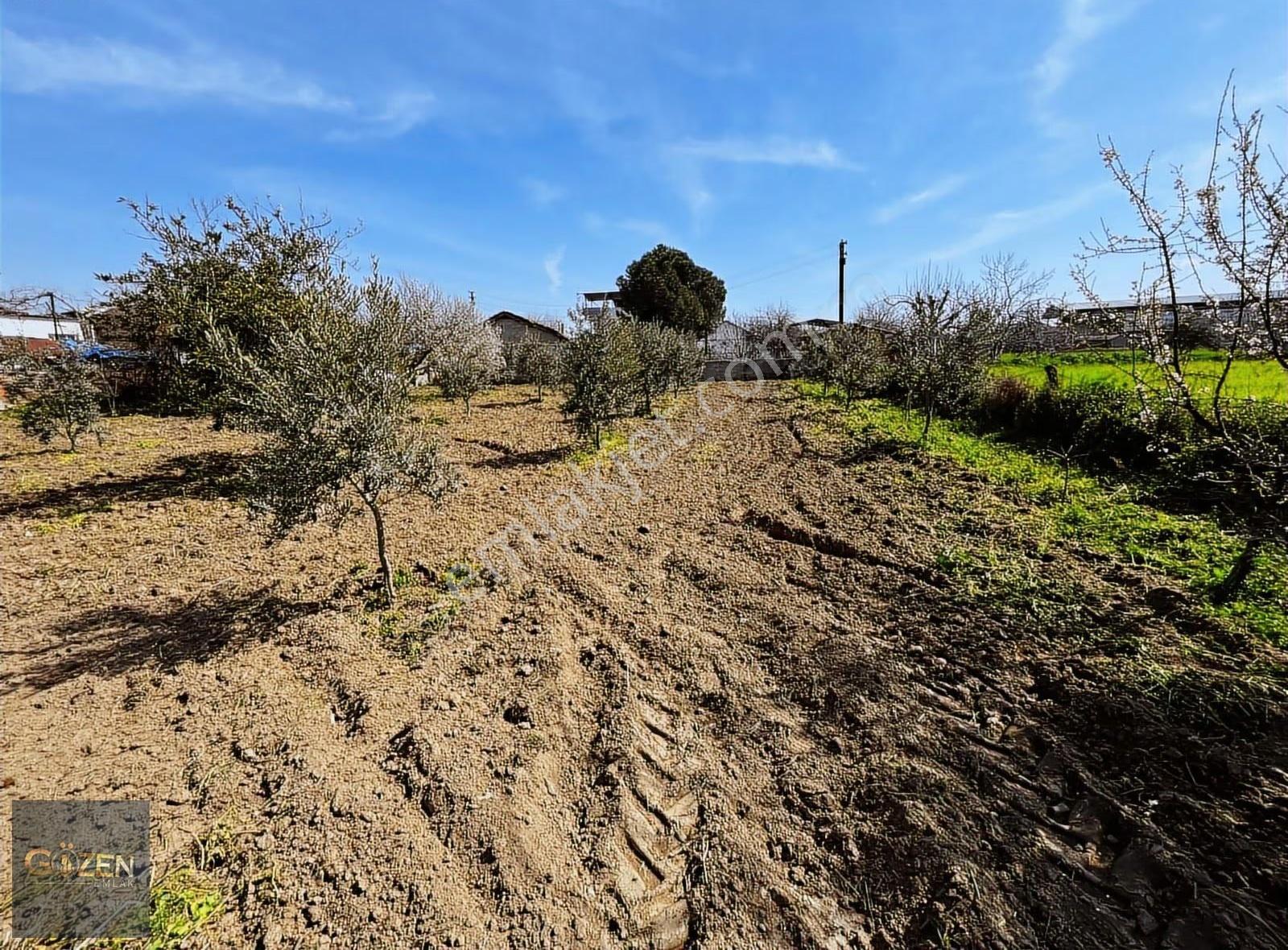 Aydın Efeler Umurlu Mah. 1290 M² Tek Tapu İmar İçinde Arsa - Görsel 2