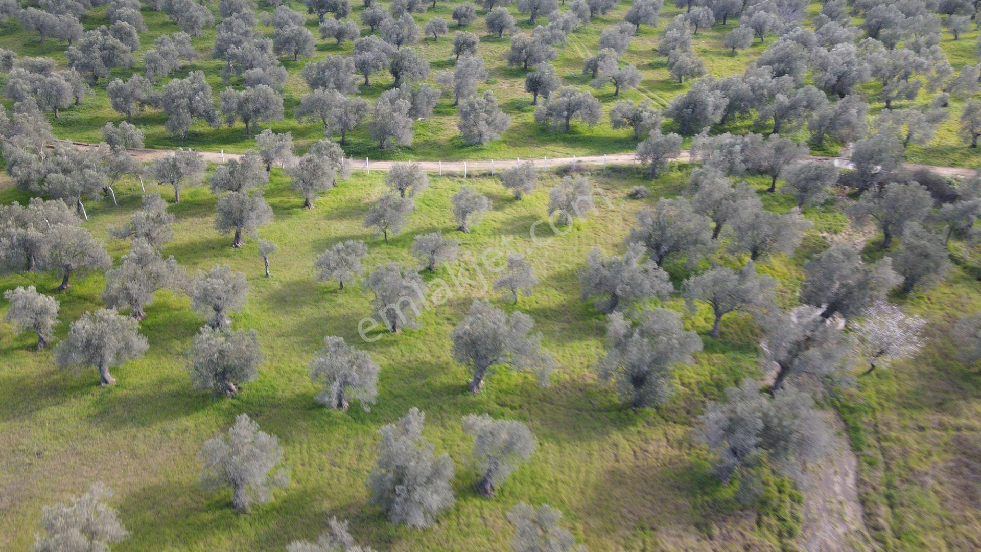 Taylıeli'nde Etrafı Çevrili Yol Cepheli Satılık Fırsat Zeytinlik - Görsel 8