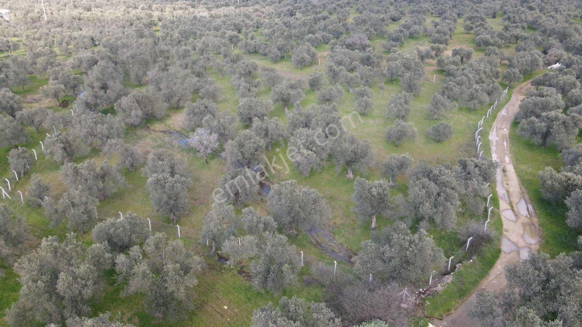 Taylıeli'nde Etrafı Çevrili Yol Cepheli Satılık Fırsat Zeytinlik - Görsel 7