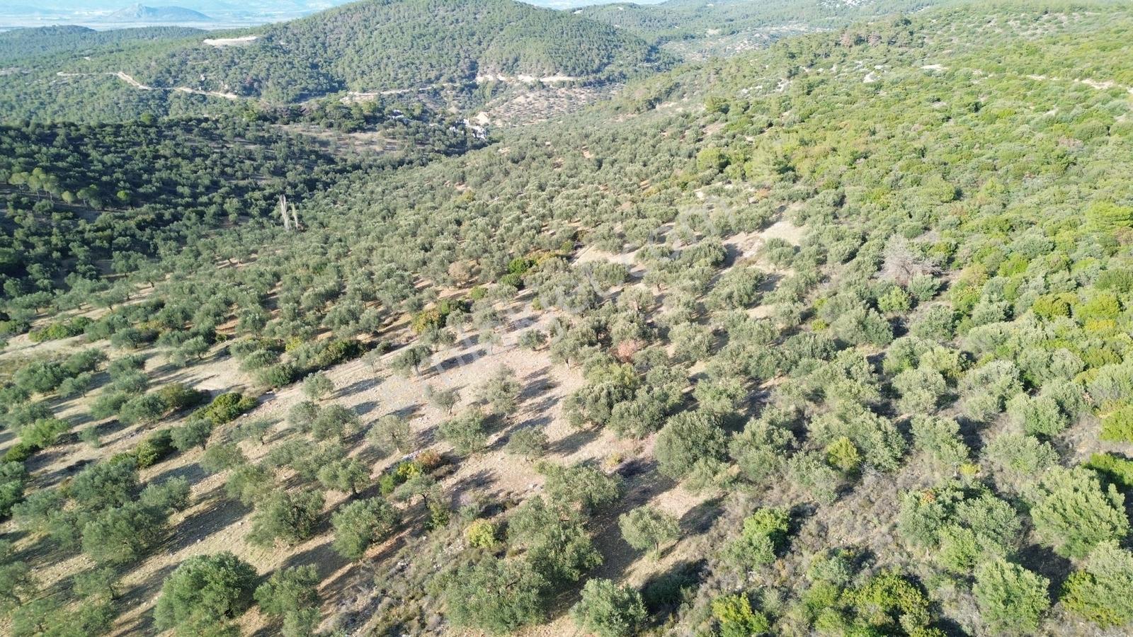 Bergama Zeytindağ'da Satılık Zeytinlik - Görsel 17