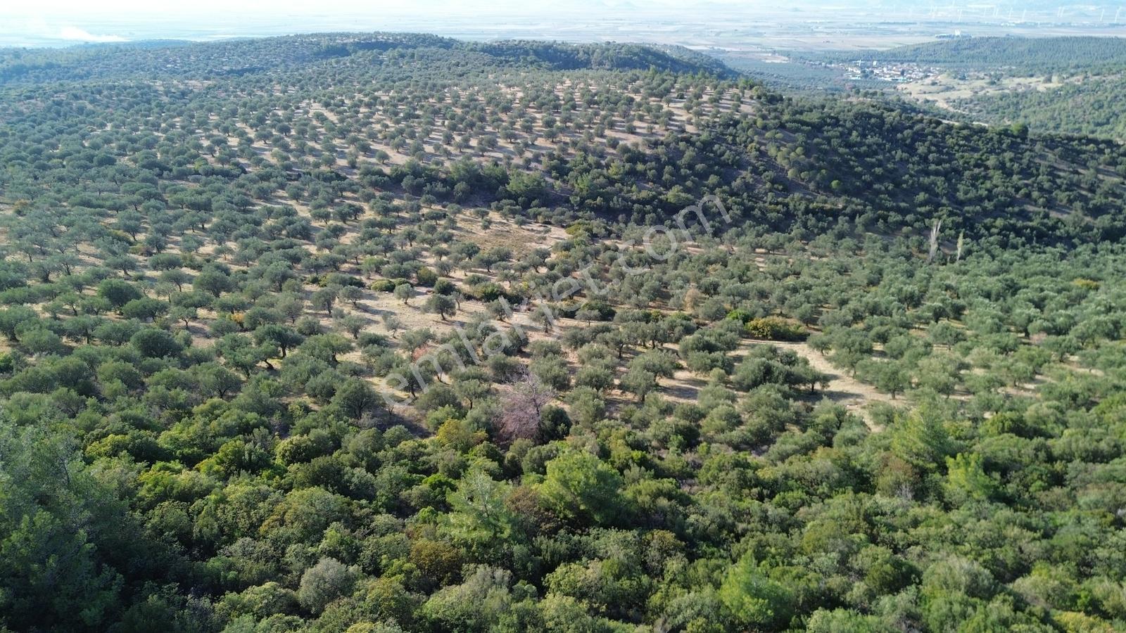 Bergama Zeytindağ'da Satılık Zeytinlik - Görsel 6