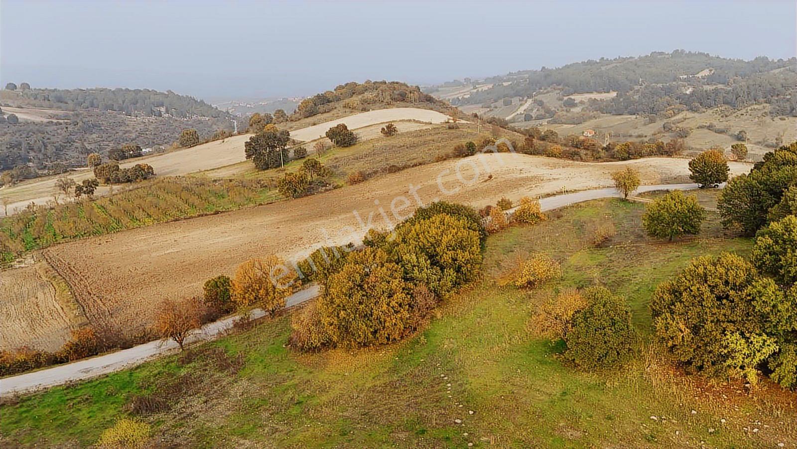Balıkesir Altıeylül Merkeze Yakın Asfalta Cepheli Tarla-arazi - Görsel 2