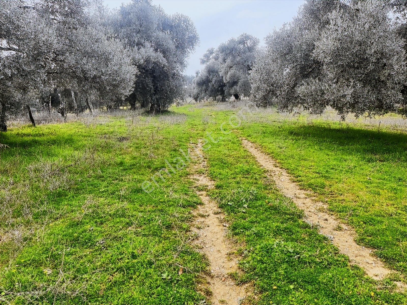 Aydın Efeler İlyasdere Köyünde Satılık Zeytinlik - Görsel 6