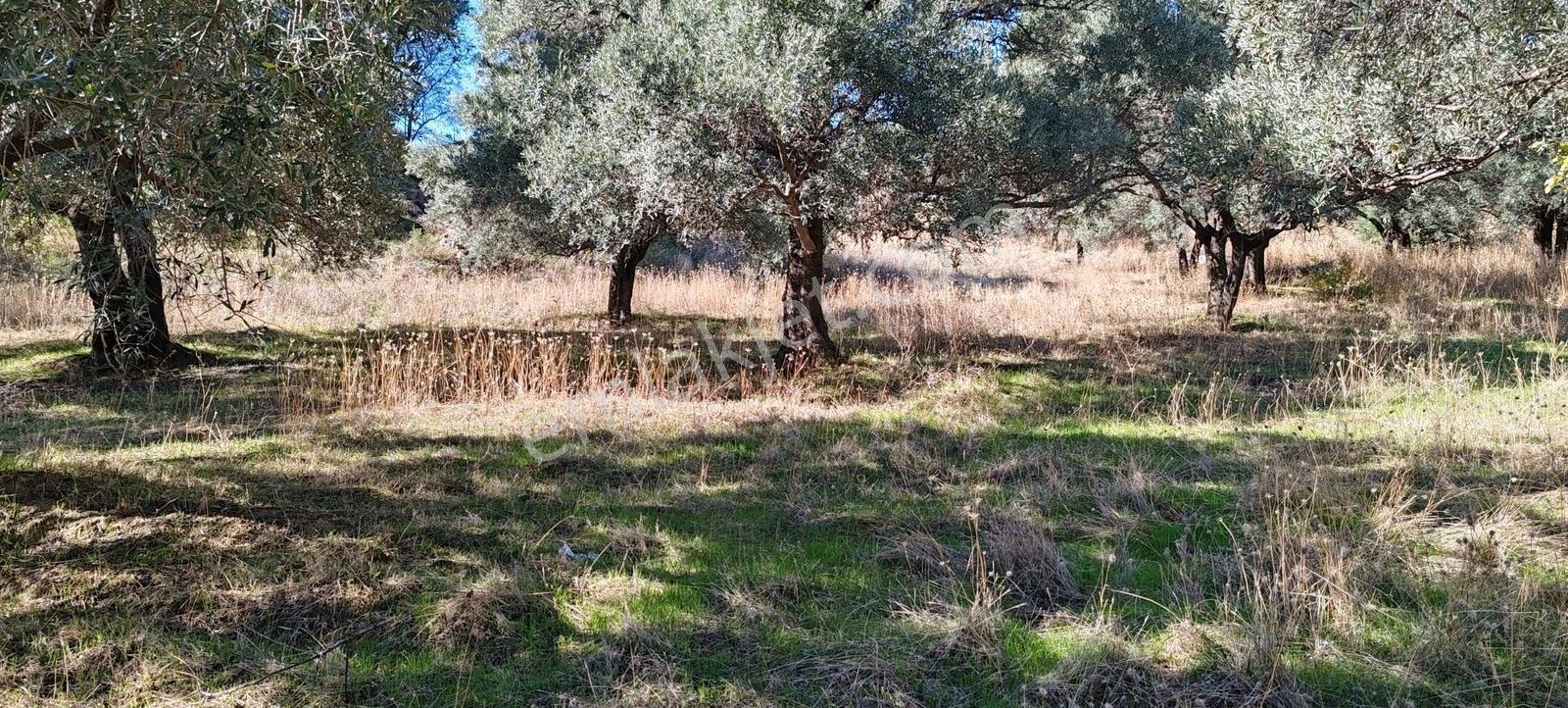 Aydın Merkez Efeler Danışment Mah Satılık 40 Bin M2 Zeytinlik - Görsel 6