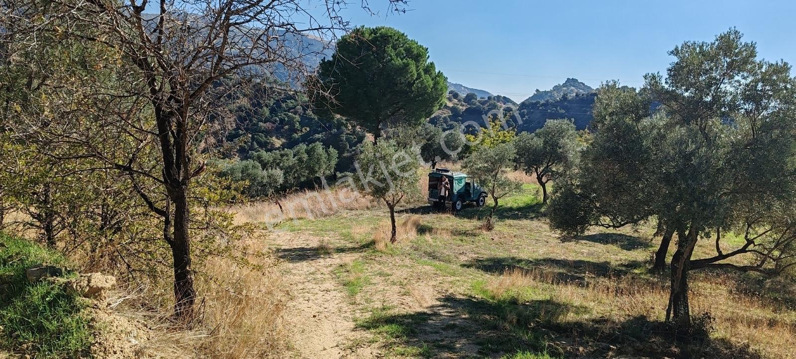 Aydın Merkez Efeler Danışment Mah Satılık 40 Bin M2 Zeytinlik - Görsel 20