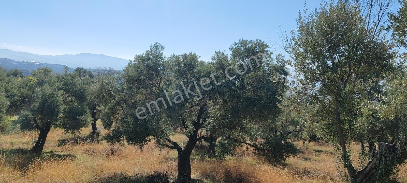 Aydın Merkez Efeler Danışment Mah Satılık 40 Bin M2 Zeytinlik - Görsel 19