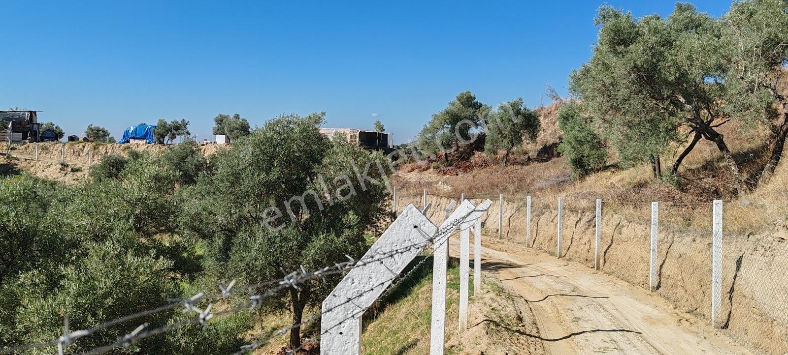 Aydın Merkez Efeler Danışment Mah Satılık 40 Bin M2 Zeytinlik