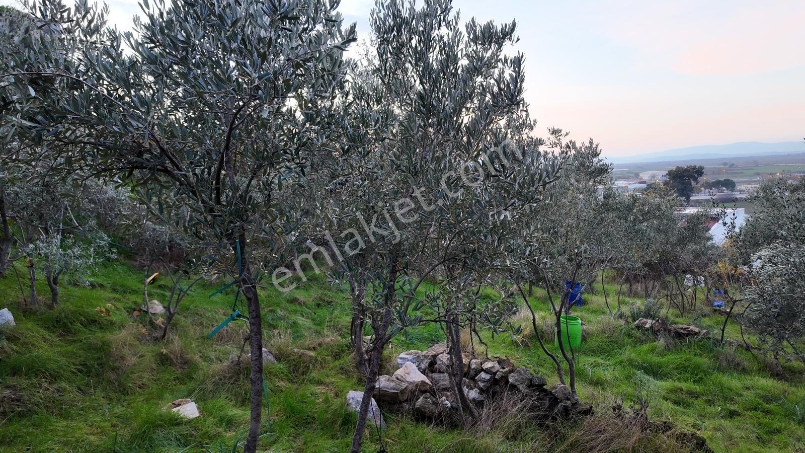 Koçarlı / Gündoğan Mahallesi'nde 235 M2 Villa İmarlı Arsa - Görsel 11