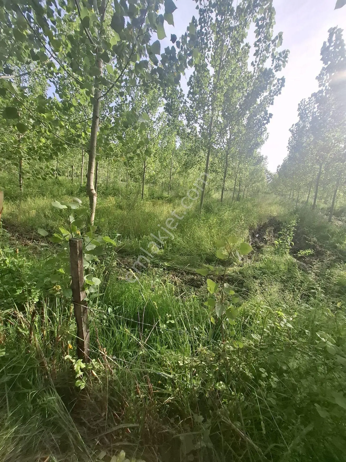 Samsun Sibel Den Çarşamba Çelikli De Acil Satılık 6.711.84 M2 Tarla - Görsel 2