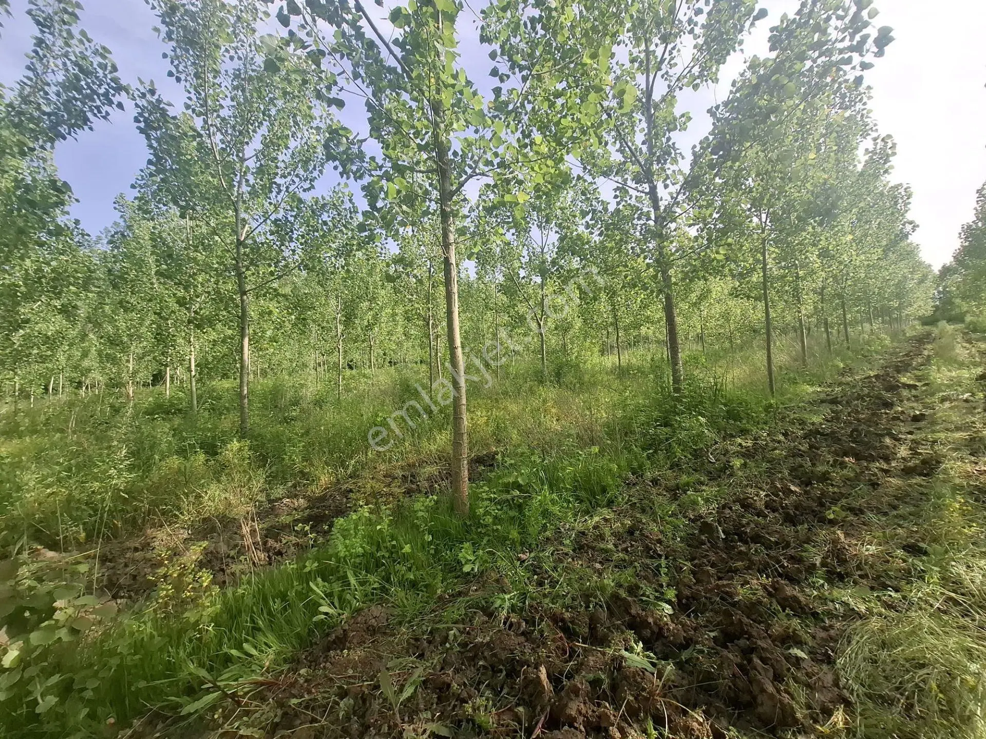 Samsun Sibel Den Çarşamba Çelikli De Acil Satılık 6.711.84 M2 Tarla - Görsel 4