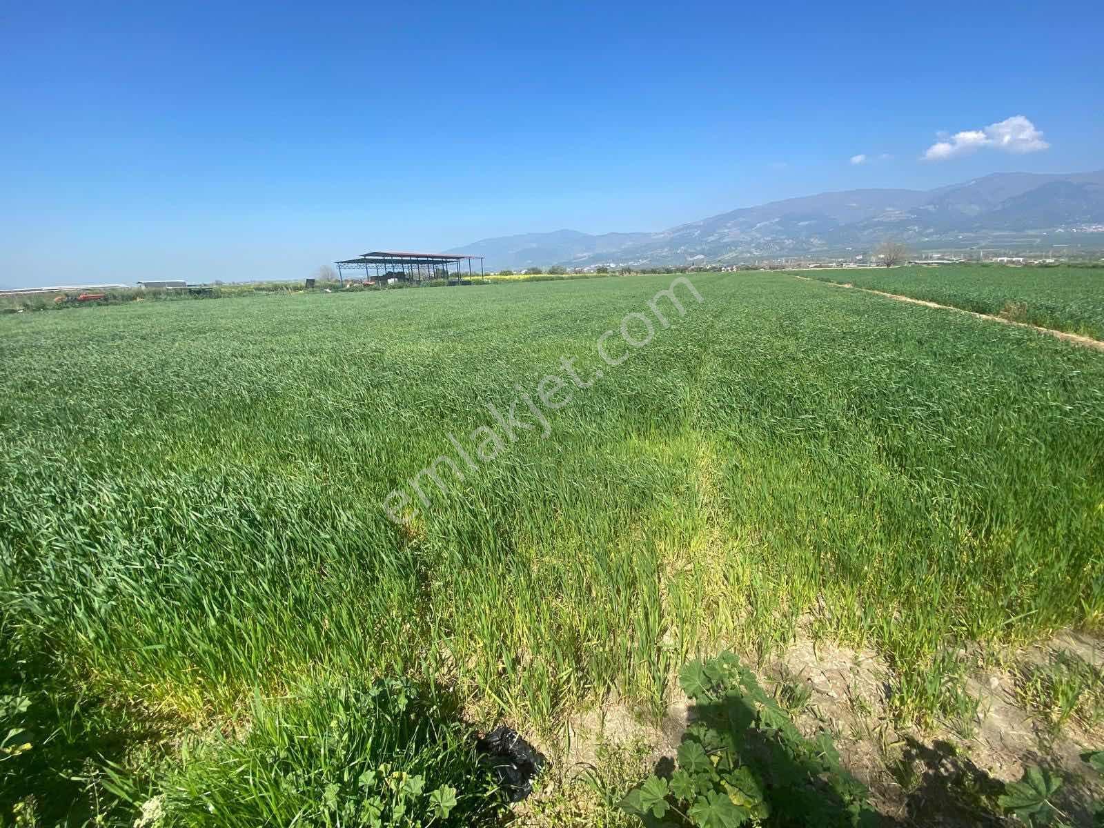 Aydın Kuyucak Yamalak 'ta 6.601 M² Müstakil Tapulu Satılık Tarla - Görsel 9