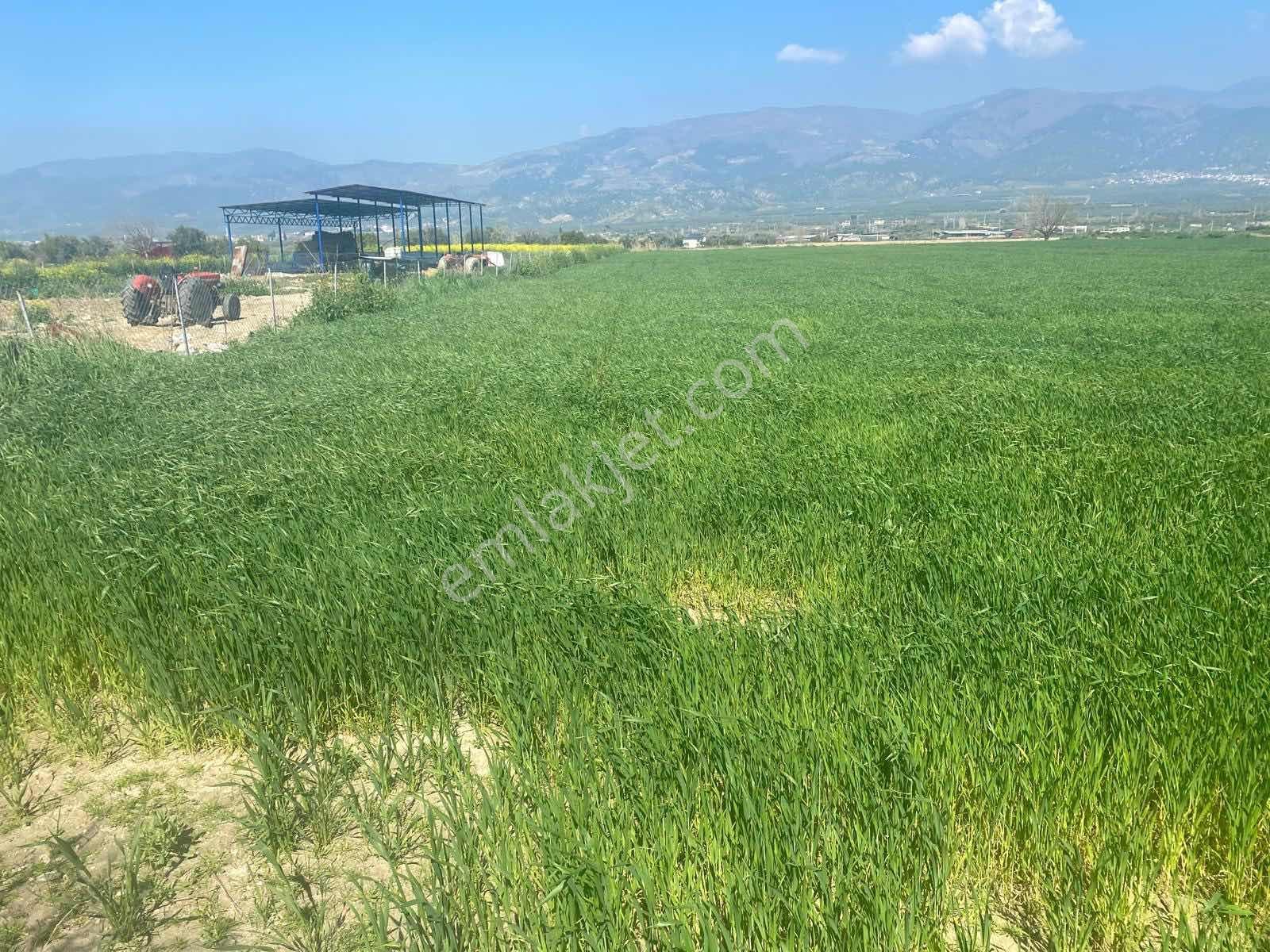 Aydın Kuyucak Yamalak 'ta 6.601 M² Müstakil Tapulu Satılık Tarla - Görsel 10