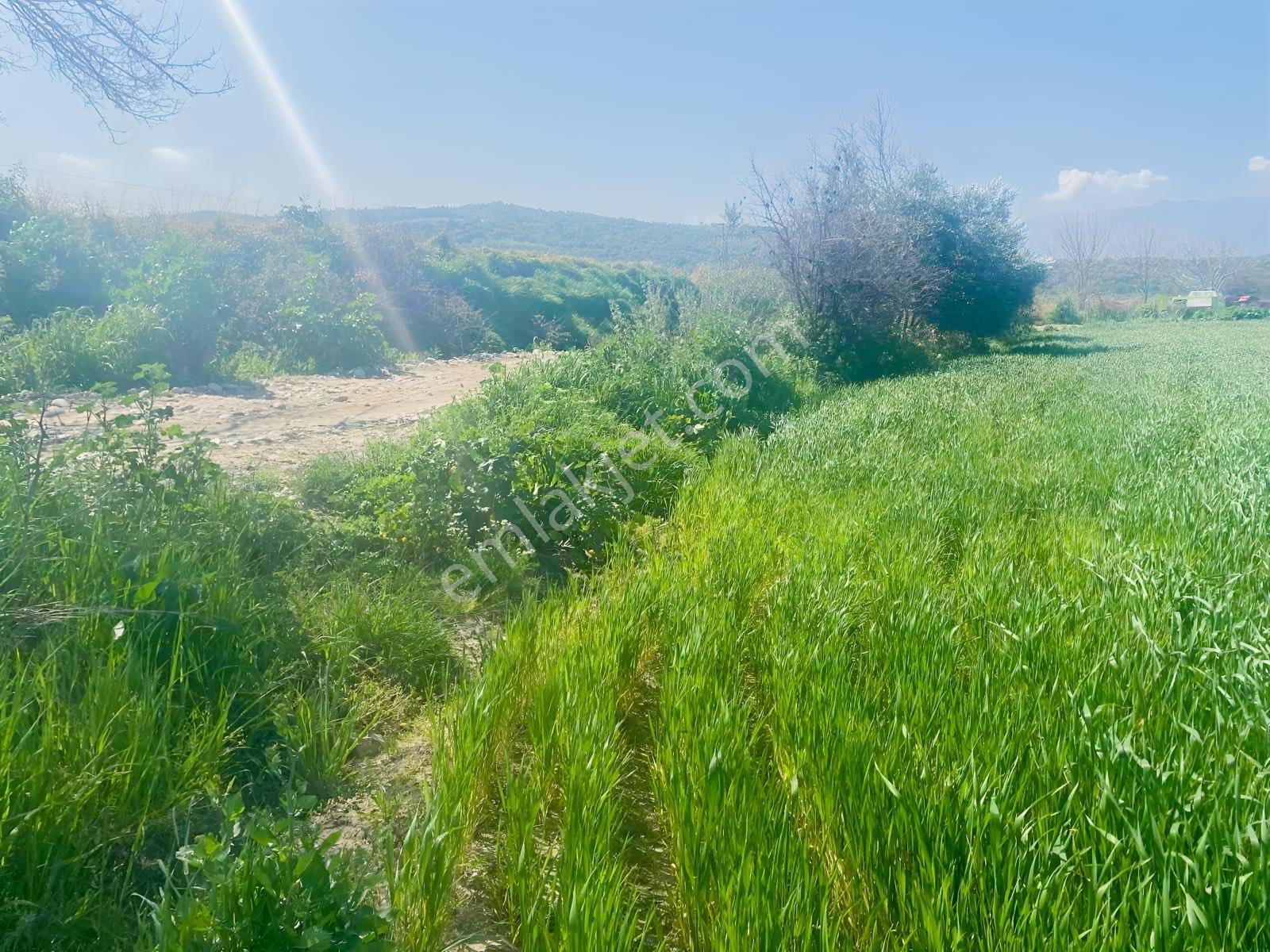 Aydın Kuyucak Yamalak 'ta 6.601 M² Müstakil Tapulu Satılık Tarla - Görsel 4