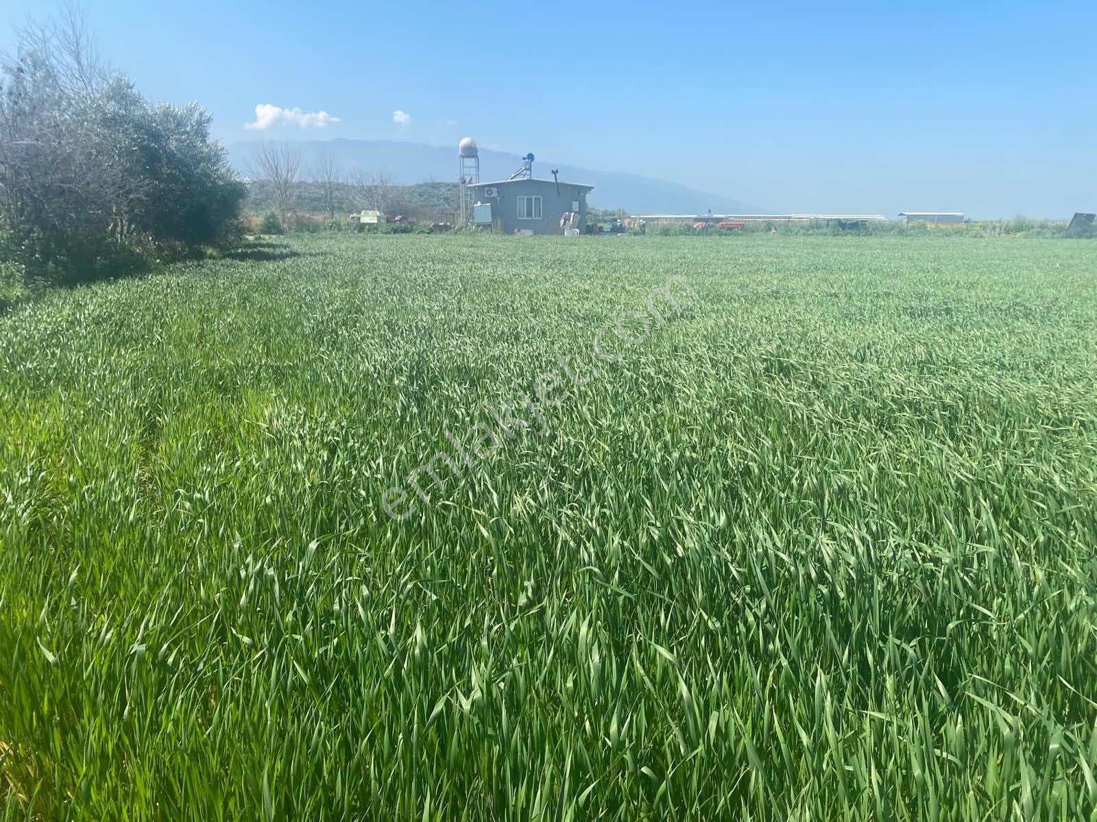 Aydın Kuyucak Yamalak 'ta 6.601 M² Müstakil Tapulu Satılık Tarla - Görsel 5