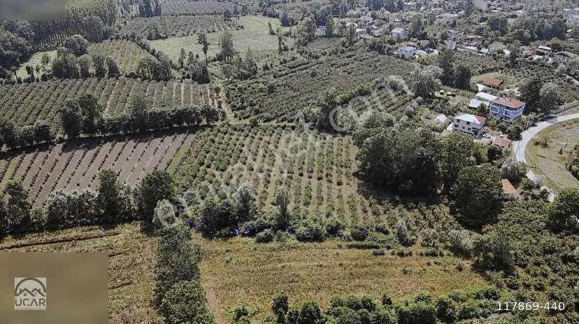 Lerox Uçar'dan Gündoğdu Mah Fındık Bahçesi - Görsel 10