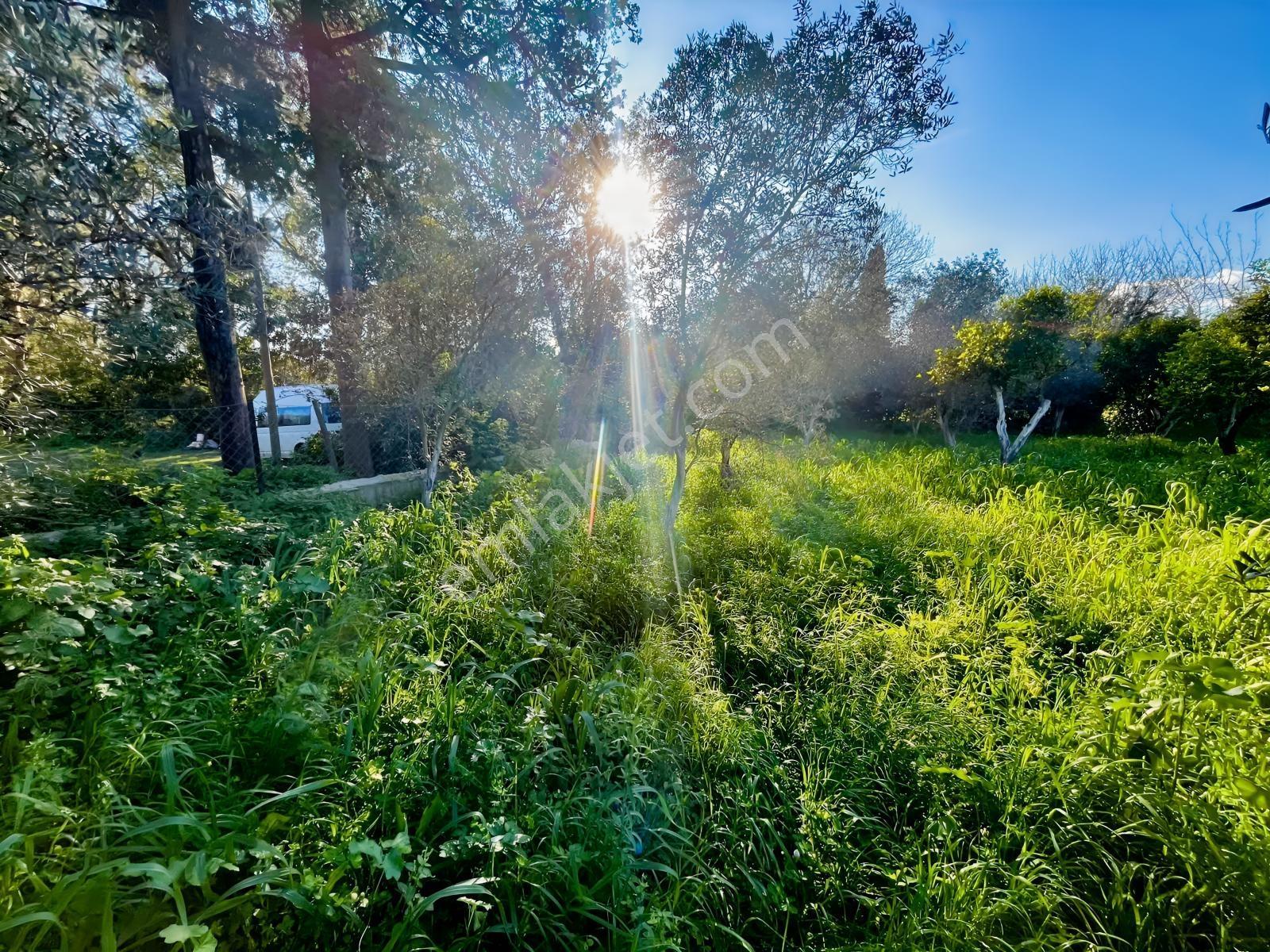 Bodrum Gümüşlükte Sahile Yakın Mandalin Bahçesi - Görsel 14