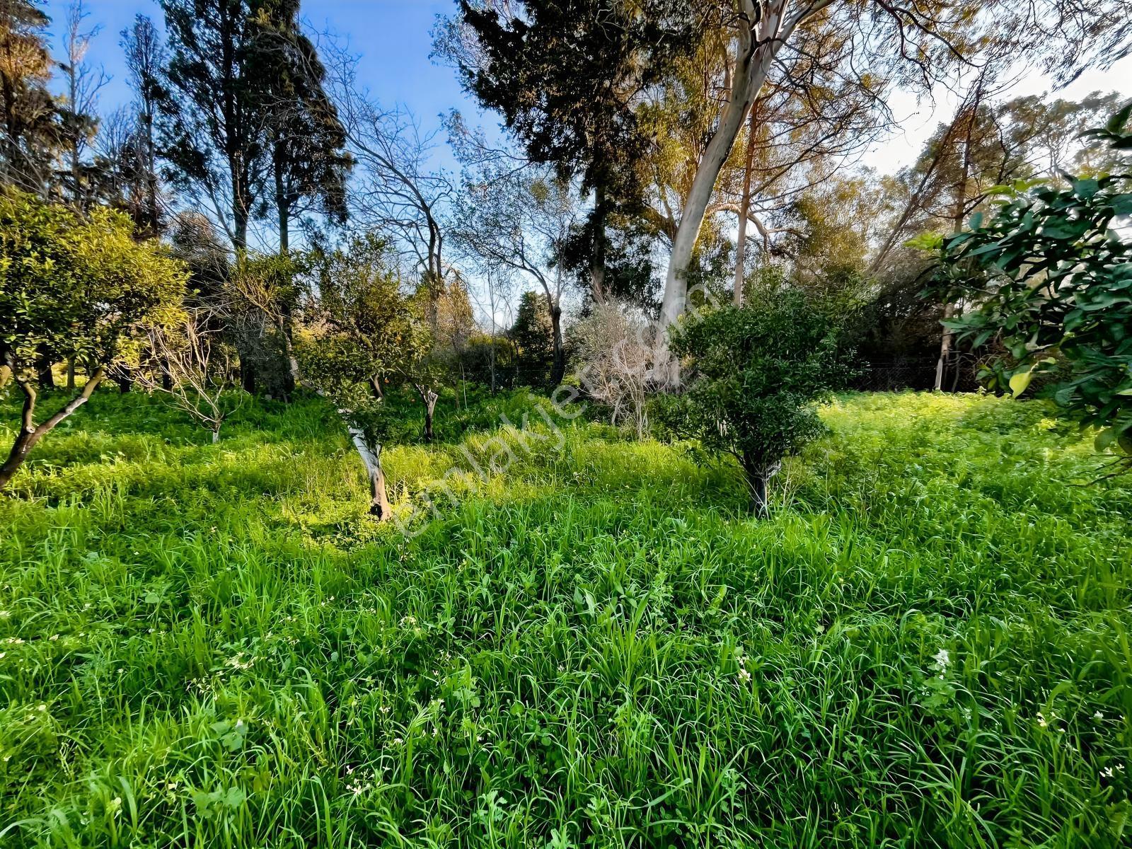 Bodrum Gümüşlükte Sahile Yakın Mandalin Bahçesi - Görsel 19