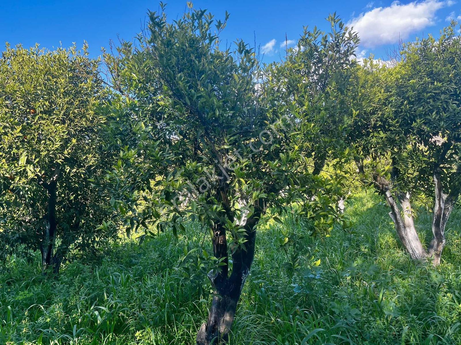 Bodrum Gümüşlükte Sahile Yakın Mandalin Bahçesi - Görsel 6