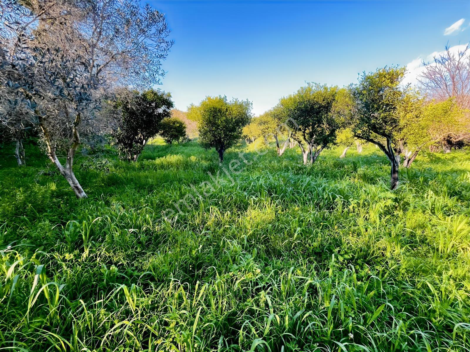 Bodrum Gümüşlükte Sahile Yakın Mandalin Bahçesi - Görsel 24