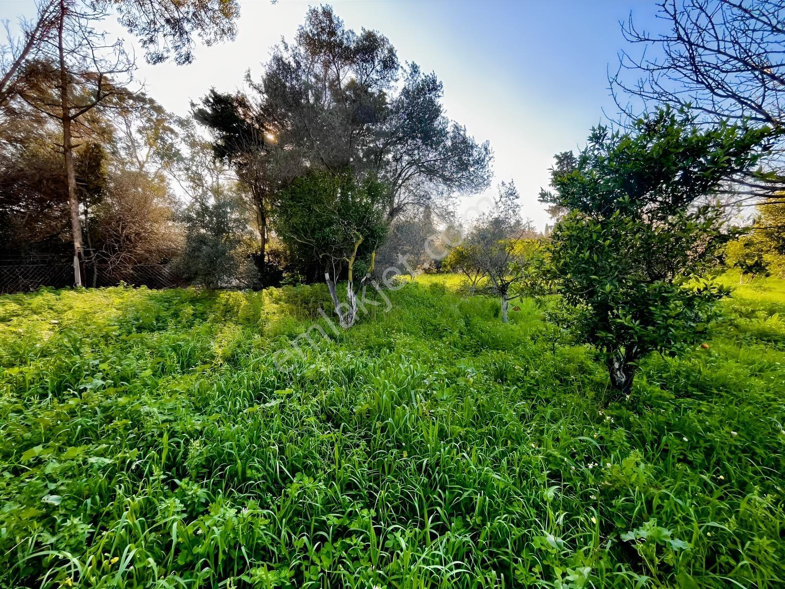 Bodrum Gümüşlükte Sahile Yakın Mandalin Bahçesi - Görsel 9