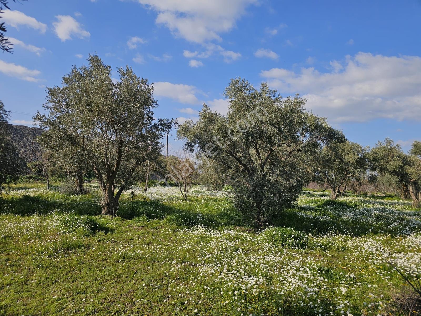 İzmir Kemalpaşa Yiğitlerde Satılık Zeytin Bahçesi - Görsel 19