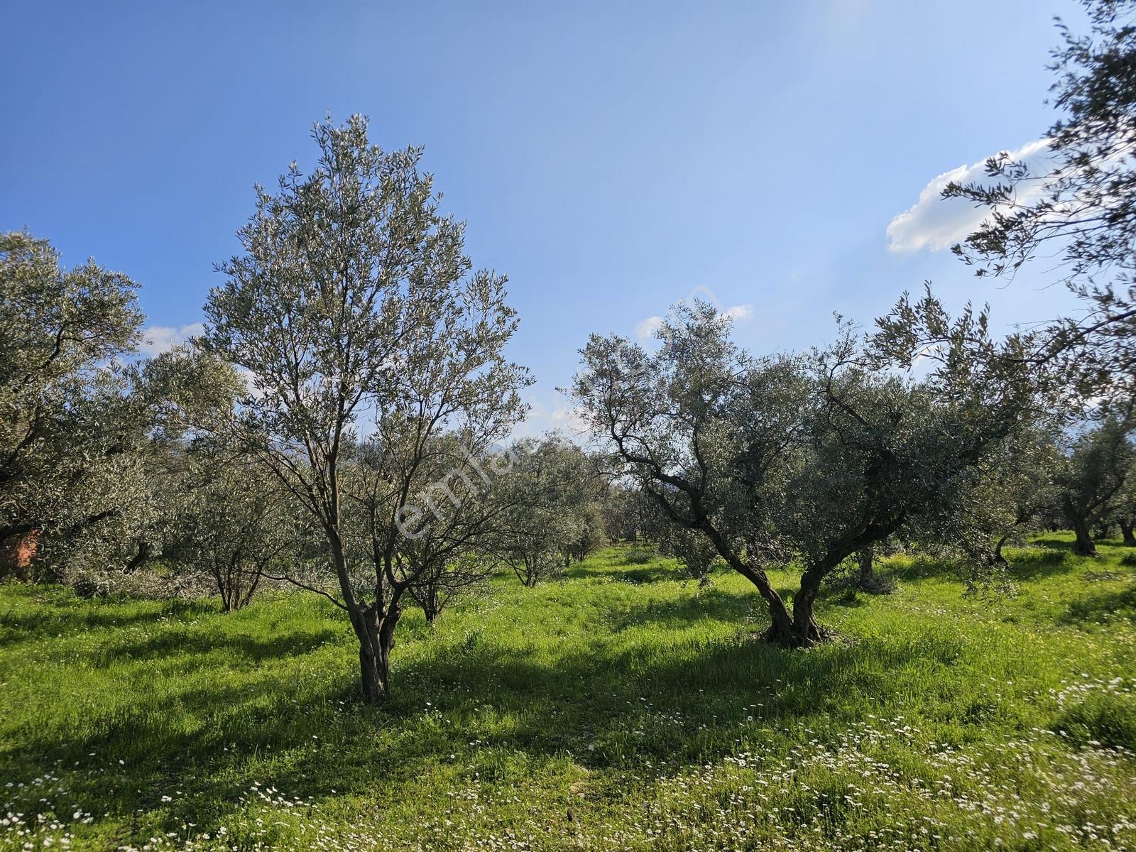 İzmir Kemalpaşa Yiğitlerde Satılık Zeytin Bahçesi - Görsel 21