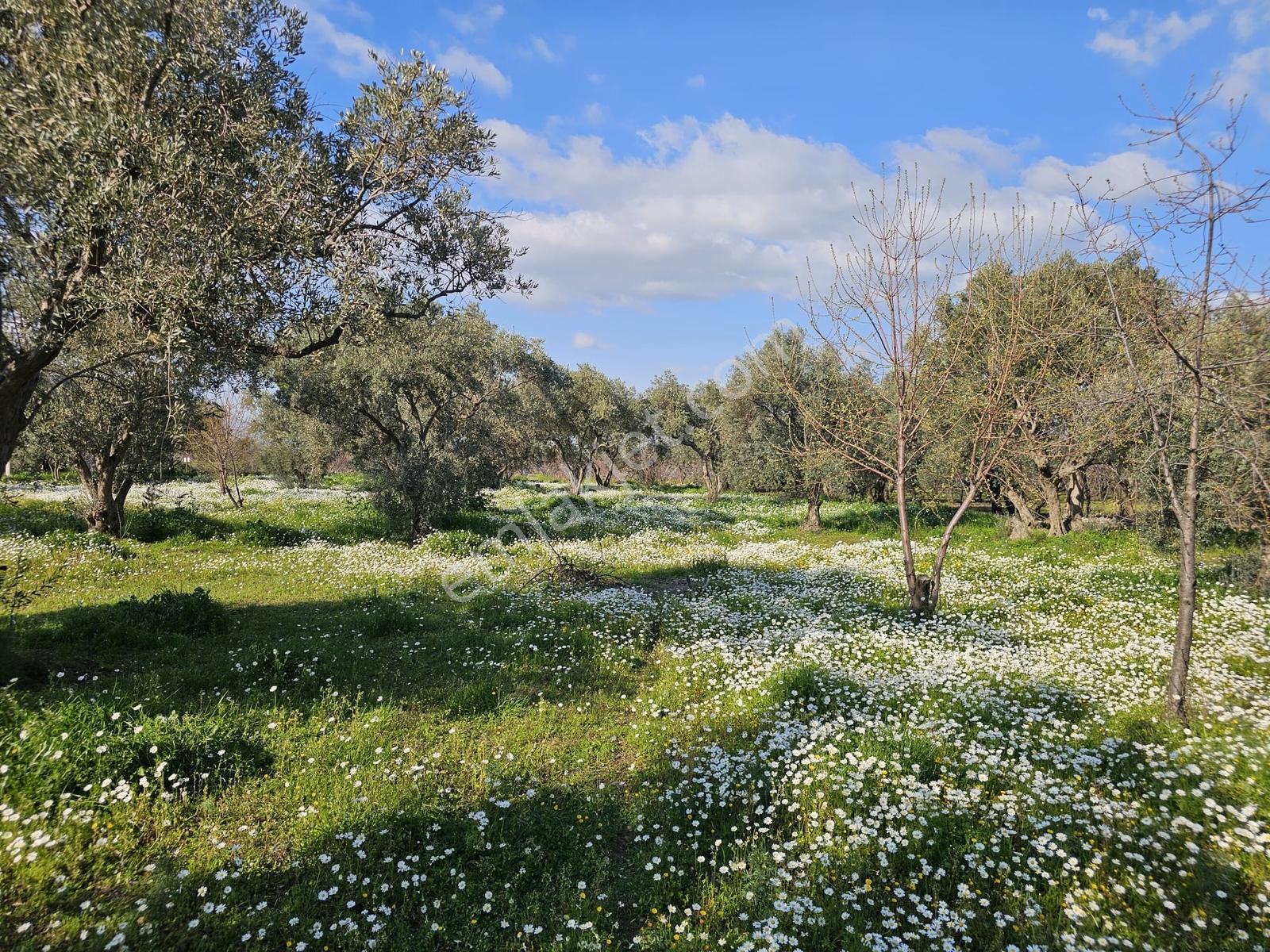 İzmir Kemalpaşa Yiğitlerde Satılık Zeytin Bahçesi - Görsel 33