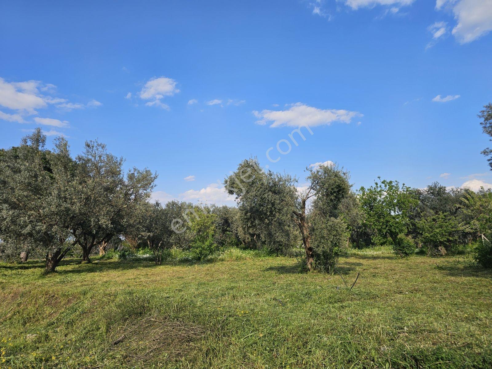 İzmir Kemalpaşa Yiğitlerde Satılık Zeytin Bahçesi - Görsel 23