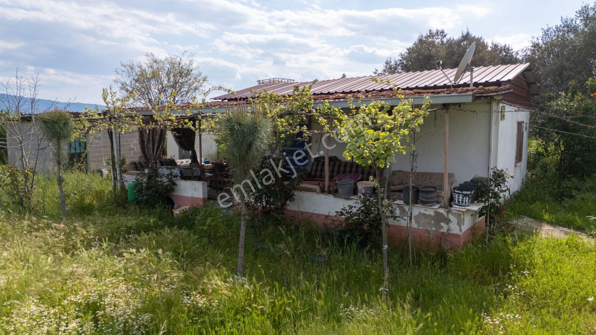 Kuyucak Sinekler ( Beşeylül ) Mahallesinde Satılık Bağ Evi Bulunan Hobi Bahçesi Portakallık - Görsel 9