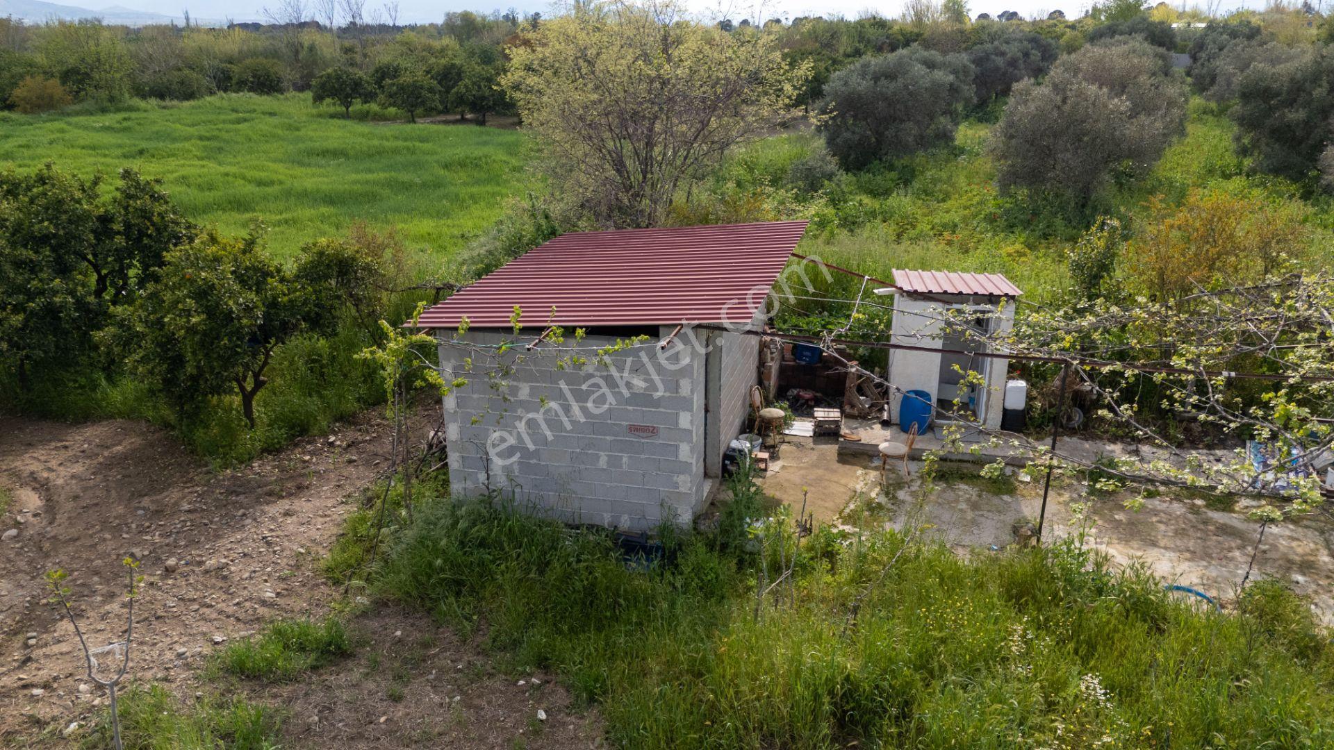 Kuyucak Sinekler ( Beşeylül ) Mahallesinde Satılık Bağ Evi Bulunan Hobi Bahçesi Portakallık - Görsel 7
