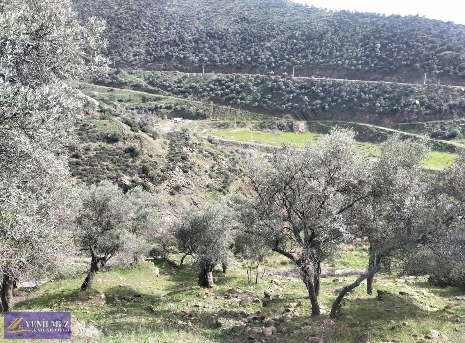 Yenilmez Emlak Tan Satılık Zeytin Bahçesi - Görsel 6