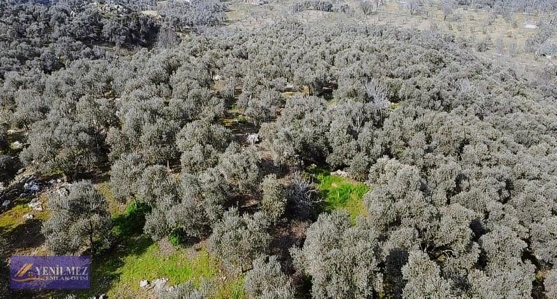 Tire Yuvalı Mevkii Satılık Zeytin Bahçesi - Görsel 4